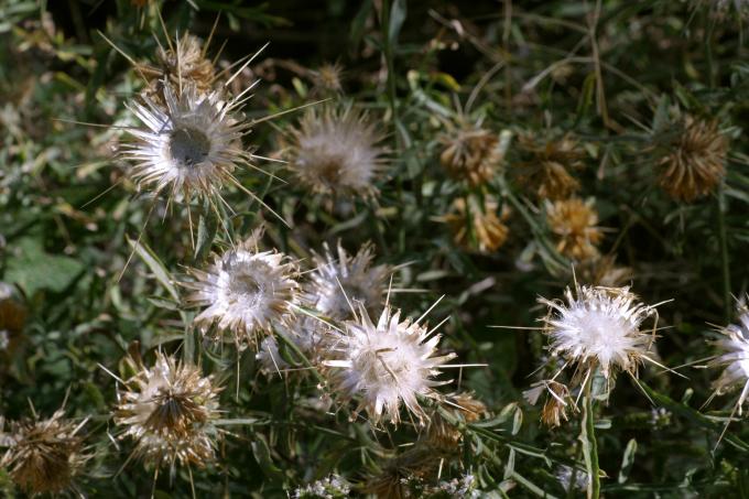image Centaura adornada (Centaurea ornata)