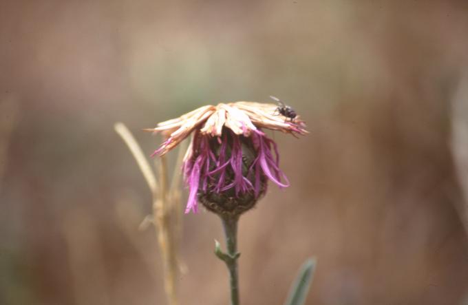 image Centaura (Centaurea scabiosa)
