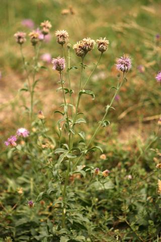 image Centaura (Centaurea scabiosa)