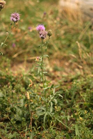 image Centaura (Centaurea scabiosa)