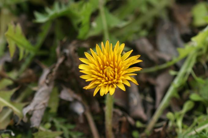 image Diente de león