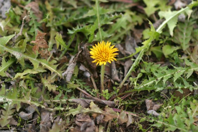 image Diente de león