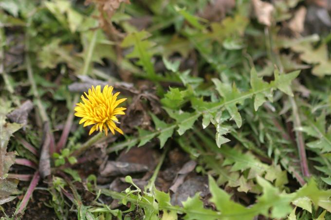 image Diente de león