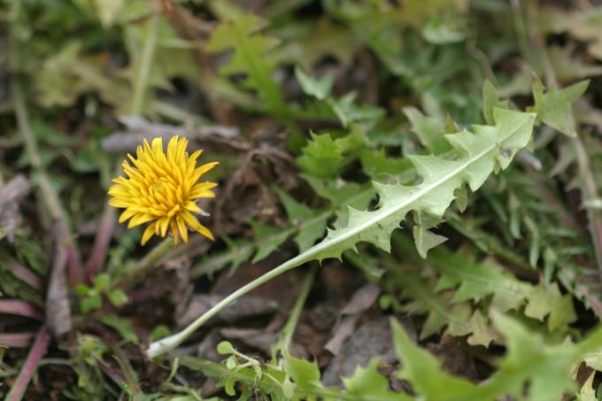 image Diente de león