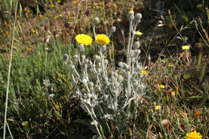 image Cerraja lanuda (Andryala integrifolia)