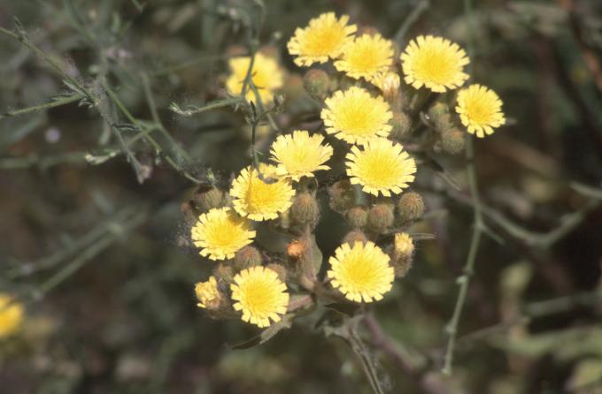 image Ajonjera (Andryala ragusina)