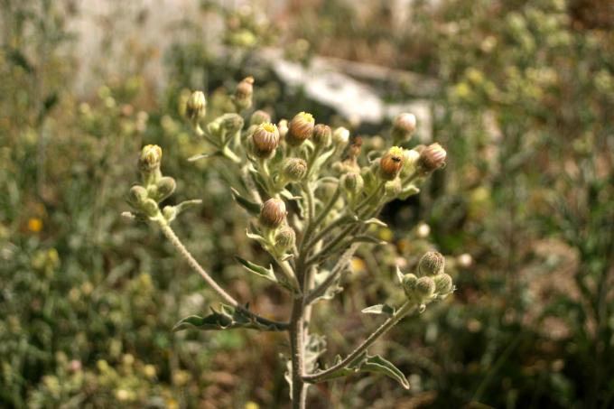 image Ajonjera (Andryala ragusina)