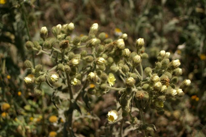 image Ajonjera (Andryala ragusina)