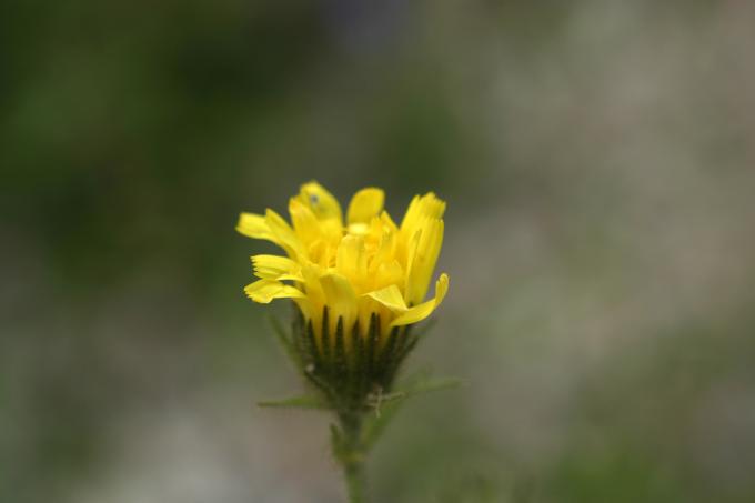 image Árnica (Arnica montana)