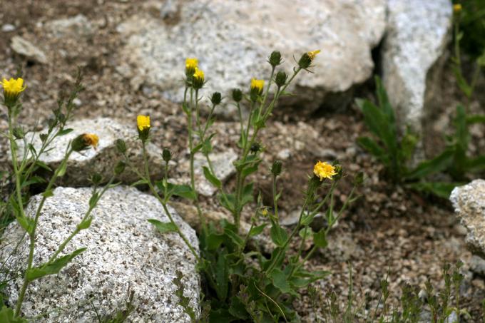 image Árnica (Arnica montana)