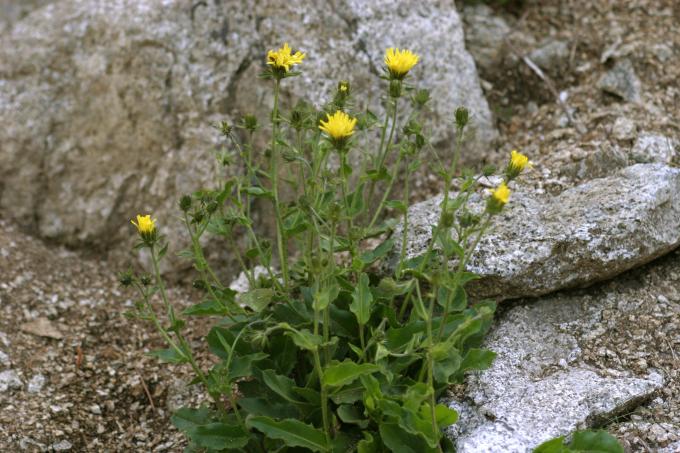 image Árnica (Arnica montana)