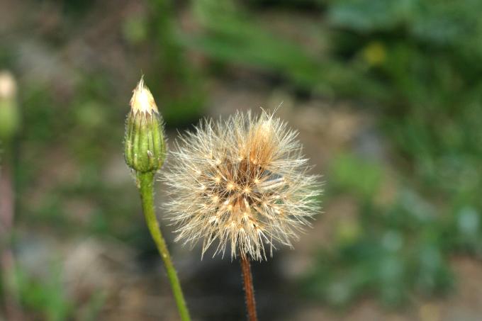 image Árnica (Arnica montana)