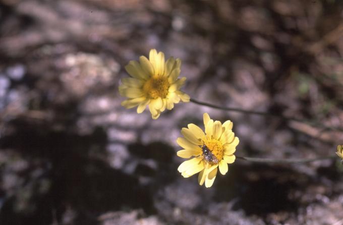image Mirabeles o Crisantemo (Chrysanthemun coronatum)