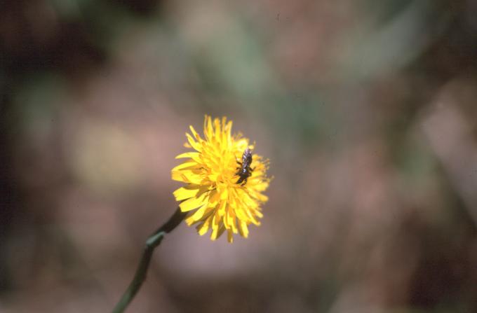 image Camaroja (Crepis vesicaria)
