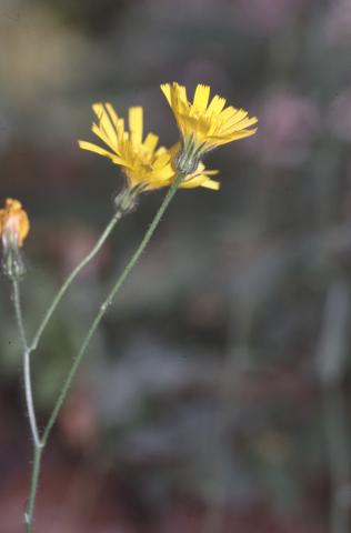 image Camaroja (Crepis vesicaria)