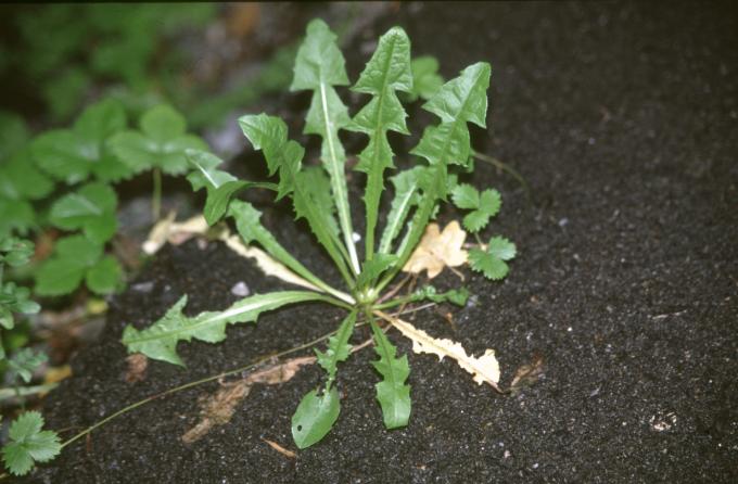 image Camaroja (Crepis vesicaria)