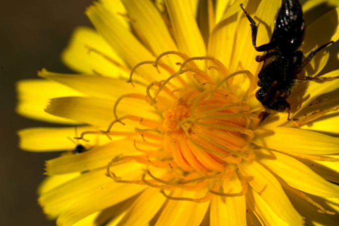 image Diente de león (Hieracium sp)