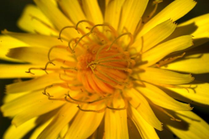 image Diente de león (Hieracium sp)