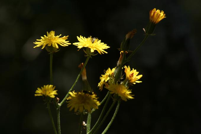 image Diente de león (Hieracium umbrosum)