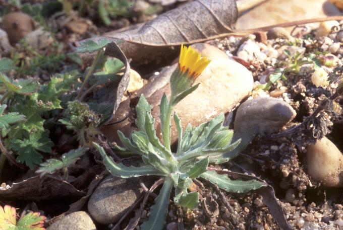 image Diente de león (Hypoceris sp)