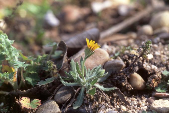 image Diente de león (Hypoceris sp)