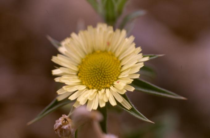 image Castañuela (Pallenis spinosa)