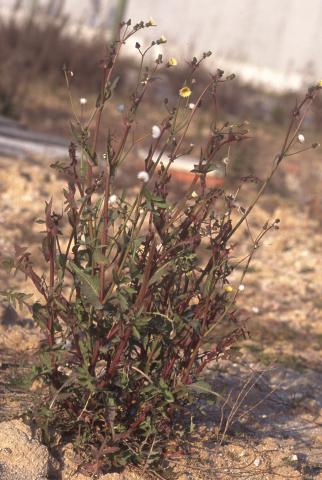 image Cerraja (Sonchus oleraceus)