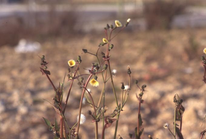image Cerraja (Sonchus oleraceus)