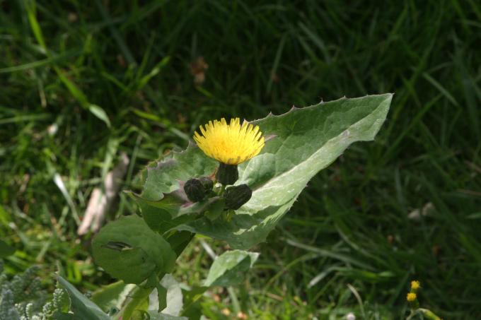 image Cerraja (Sonchus oleraceus)