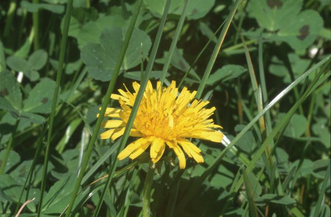image Diente de león - Flor (Taraxacum officinalis)