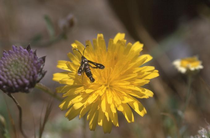 image Diente de león - Flor (Taraxacum officinalis)