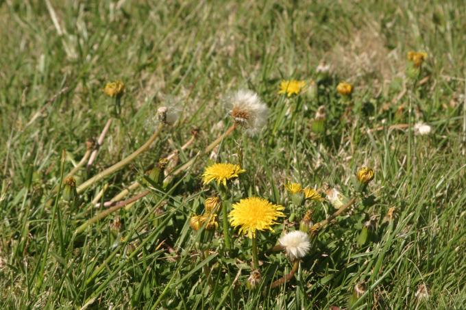 image Diente de león - Flor (Taraxacum officinalis)