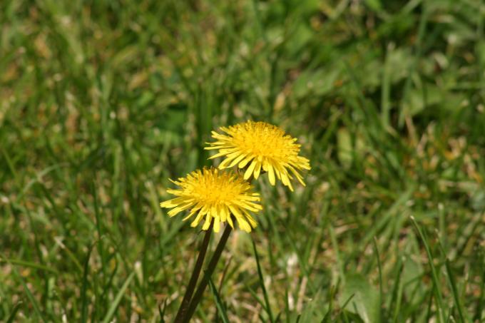 image Diente de león - Flor (Taraxacum officinalis)