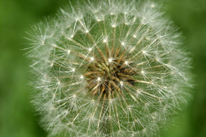 image Diente de león - Fruto y semilla (Taraxacum officinalis)