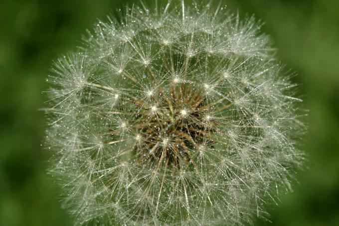image Diente de león - Fruto y semilla (Taraxacum officinalis)