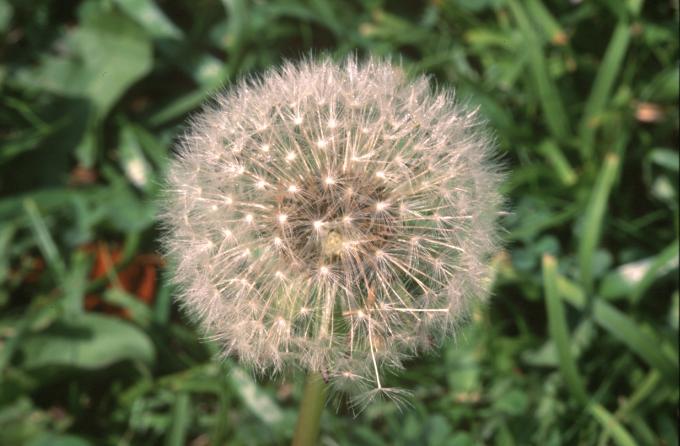 image Diente de león - Fruto y semilla (Taraxacum officinalis)