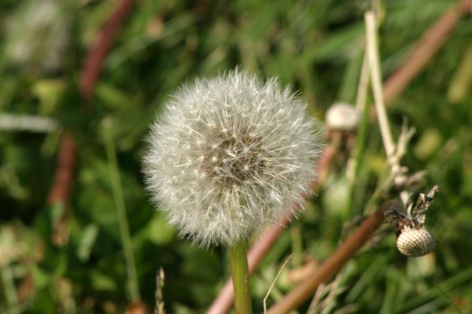 image Diente de león - Fruto y semilla (Taraxacum officinalis)