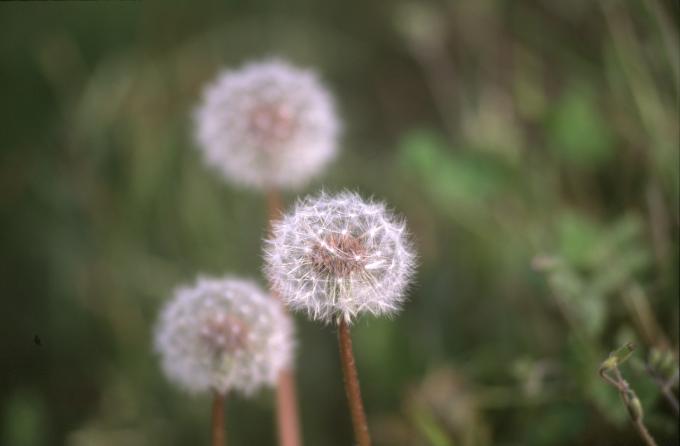 image Diente de león - Fruto y semilla (Taraxacum officinalis)