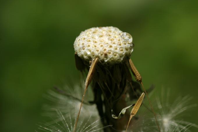 image Diente de león - Fruto y semilla (Taraxacum officinalis)