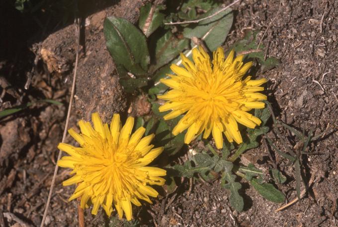image Diente de león (Taraxacum sp)