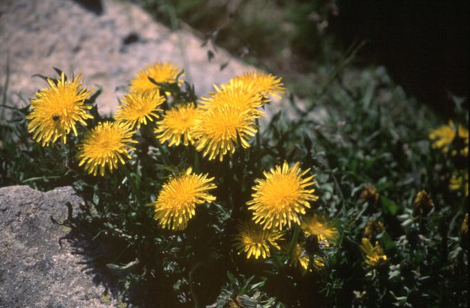 image Diente de león (Taraxacum sp)