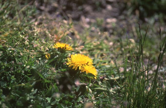 image Diente de león (Taraxacum sp)