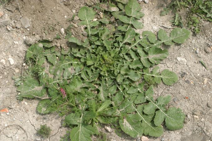 image Diente de león (Taraxacum sp)