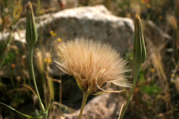 image Diente de león - Frutos y semillas (Tragopogon dubius)
