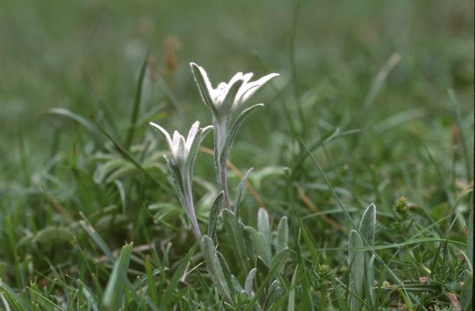 image Edelweiss o Flor de nieve (Leontopodium alpinum)