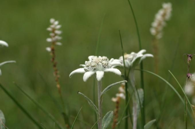 image Edelweiss o Flor de nieve (Leontopodium alpinum)