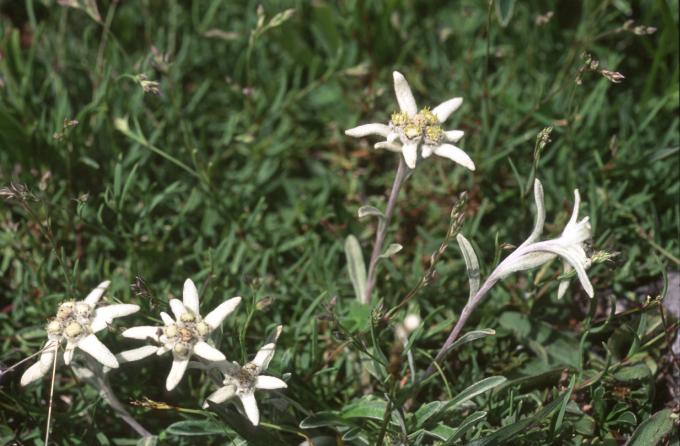 image Edelweiss o Flor de nieve (Leontopodium alpinum)