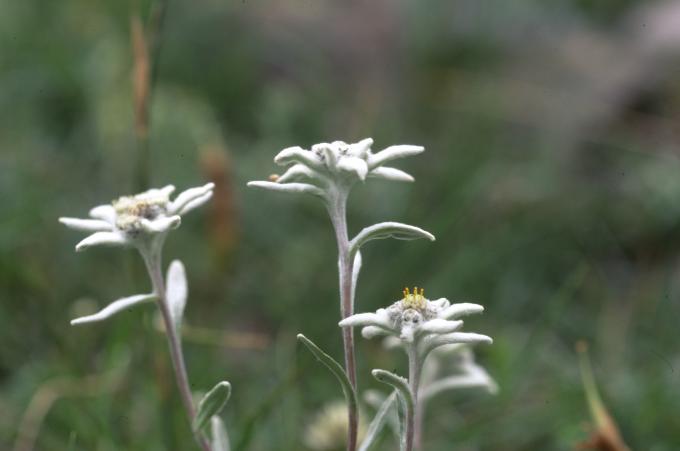 image Edelweiss o Flor de nieve (Leontopodium alpinum)