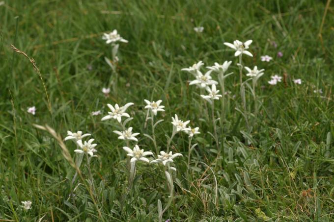 image Edelweiss o Flor de nieve (Leontopodium alpinum)