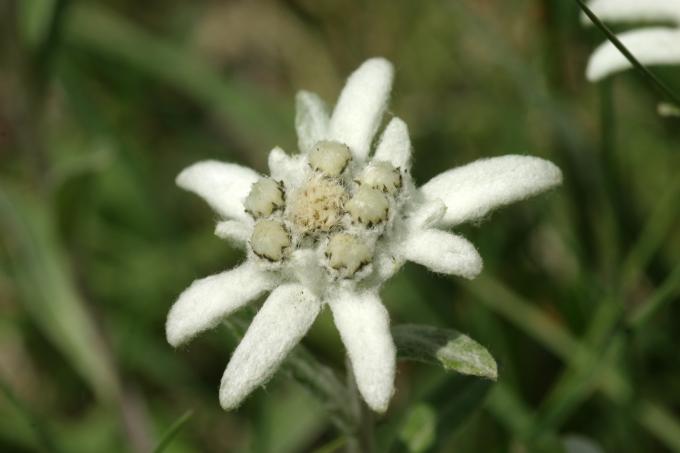 image Edelweiss o Flor de nieve - Flor (Leontopodium alpinum)